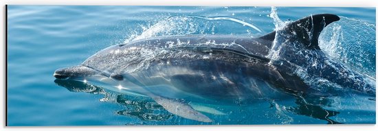 Dibond - Zwemmende Dolfijn in de Zee - 60x20 cm Foto op Aluminium (Wanddecoratie van metaal)
