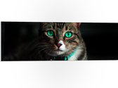 PVC Schuimplaat - Kat met Felle Groene Ogen - 90x30 cm Foto op PVC Schuimplaat (Met Ophangsysteem)