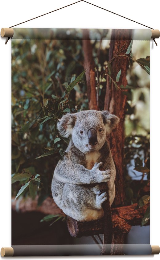 WallClassics - Textielposter - Koala Zittend op Bruine Takken met Groene Bladeren - 40x60 cm Foto op Textiel