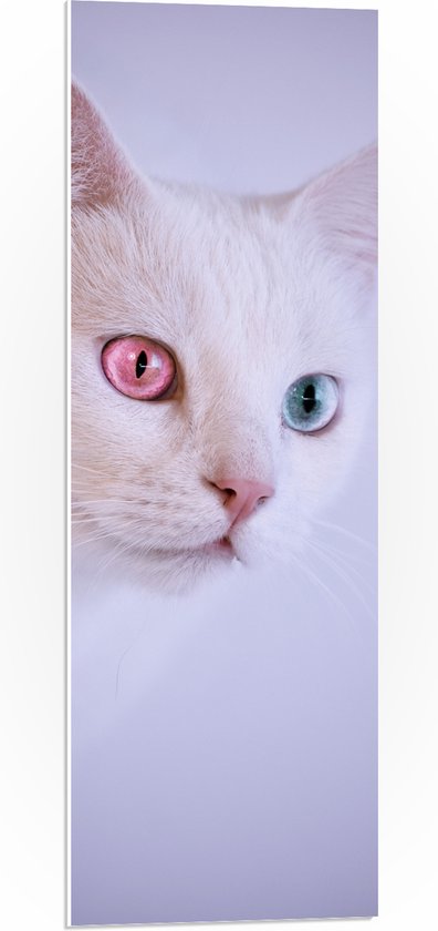 PVC Schuimplaat- Witte Kat met Roze en Blauwe Ogen - 30x90 cm Foto op PVC Schuimplaat