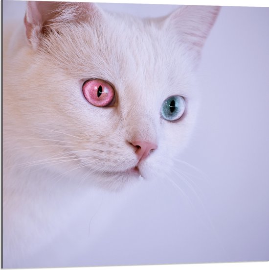 Dibond - Witte Kat met Roze en Blauwe Ogen - 80x80 cm Foto op Aluminium (Met Ophangsysteem)