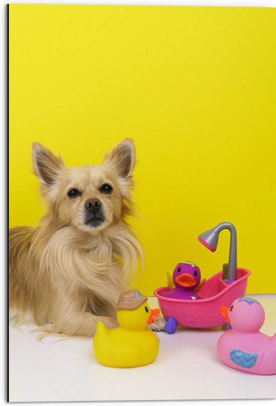 WallClassics - Dibond - Chihuahua met Roze Badkuip en Eendjes tegen Gele Achtergrond - 50x75 cm Foto op Aluminium (Met Ophangsysteem)
