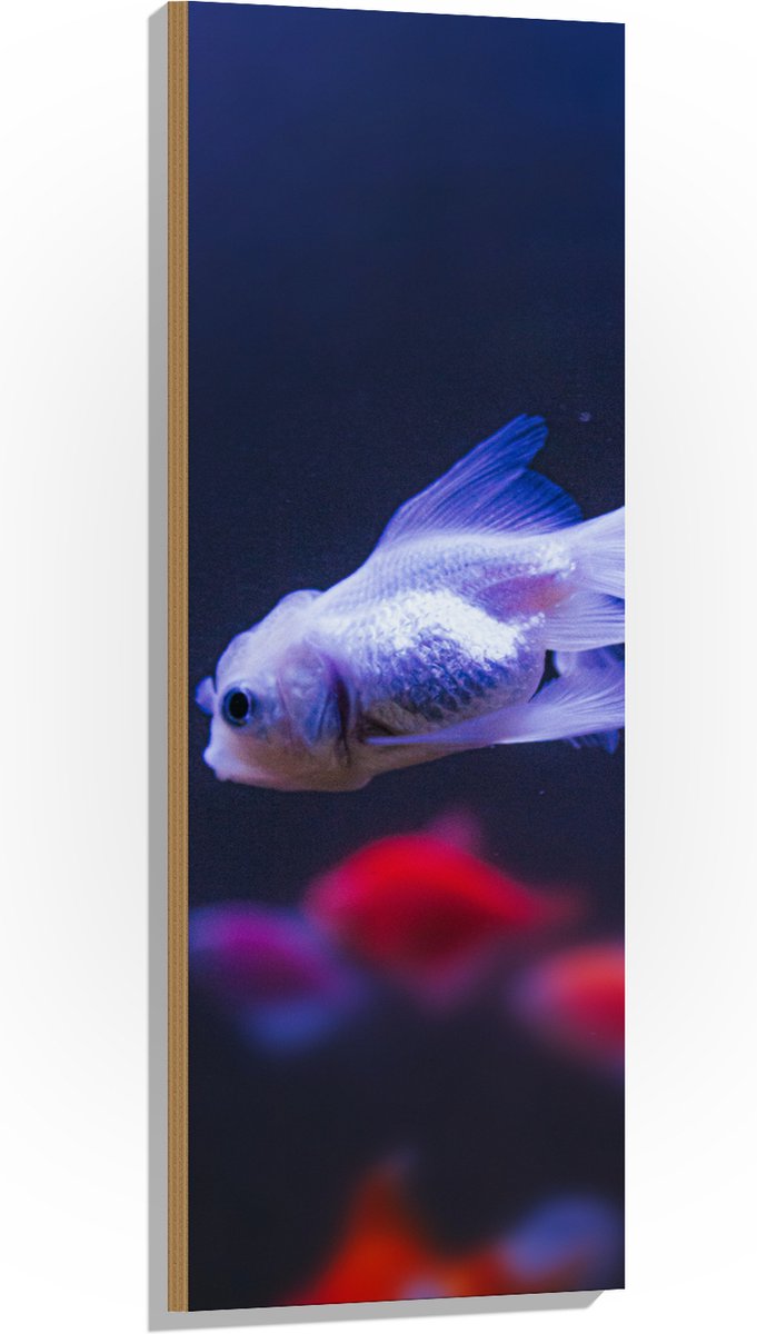 Hout - Mooie Witte Vis in het Aquarium - 40x120 cm - 9 mm dik - Foto op Hout (Met Ophangsysteem)