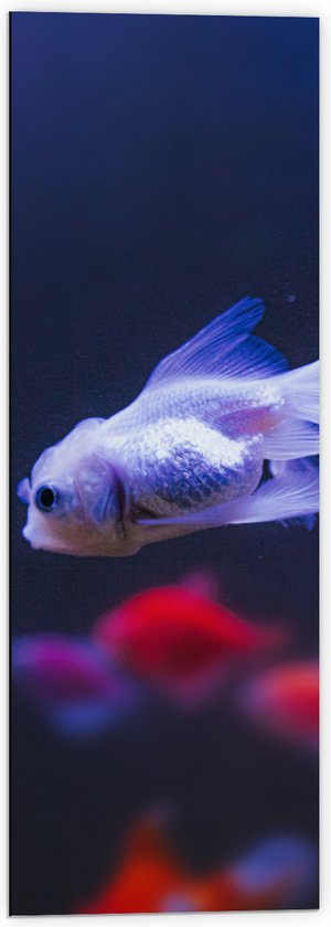 Dibond - Mooie Witte Vis in het Aquarium - 40x120 cm Foto op Aluminium (Met Ophangsysteem)