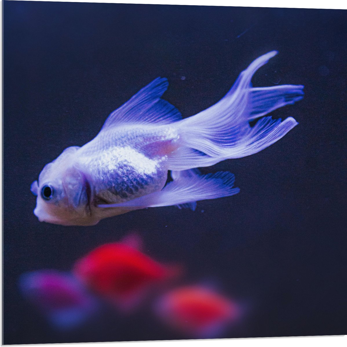 Acrylglas - Mooie Witte Vis in het Aquarium - 80x80 cm Foto op Acrylglas (Wanddecoratie op Acrylaat)