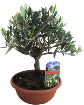 Plant in a Box - Olea Europaea - Olivier Bonsaï en bol - Pot ⌀21 cm - Hauteur ↕ 50-60 cm
