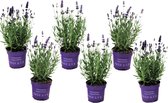 Plant in a Box - Lavandula angustifolia - Set van 6 - Winterharde Lavendel struikjes - Pot 10.5cm - Hoogte 10-15cm