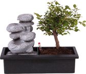 Plant in a Box - Bonsaï avec système d'eau facile d'entretien et cascade qui coule sur des pierres zen - plante d'intérieur - Hauteur 25-35cm