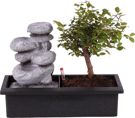 Foto: Plant in a box bonsai boompje met easy care watersysteem n stromende waterval over zen stenen kamerplant hoogte 25 35cm