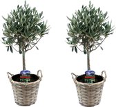 Plant in a Box - Olea Europaea - Set van 2 - Olijfboom op stam in mand - Pot 14cm - Hoogte 45-55cm