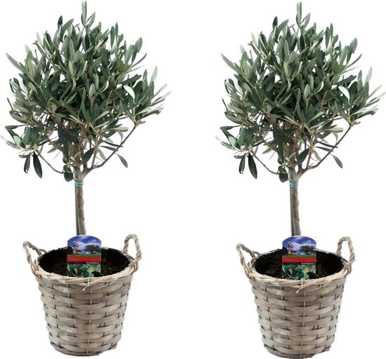 Plant in a Box - Olea Europaea - Set van 2 - Olijfboom op stam in mand - Pot 14cm - Hoogte 50-60cm