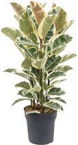 Plant in a Box - Ficus Elastica Tineke - 'Rubberboom' - Luchtzuiveredne kamerplant - Pot 24cm - Hoogte 75-100cm