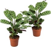 Plant in a Box - Set van 2 Ctenanthe 'gebedsplant' - Ctenanthe burle-marxii - Groen/paarse bladeren - Pot 12cm - Hoogte 25-40cm