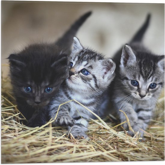 WallClassics - Vlag - Trio Jonge Kittens in het Hooi - 50x50 cm Foto op Polyester Vlag