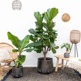 Combi deal - Wout S 30cm - Bananenplant 100cm - Ficus vertakt 180cm