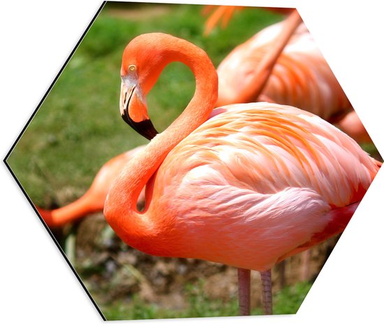 WallClassics - Dibond Hexagon - Roze Flamingo Kudde op het Grasveld - 50x43.5 cm Foto op Hexagon (Met Ophangsysteem)