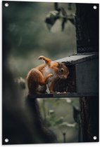 WallClassics - Tuinposter – Rode Eekhoorn bij Vogelhuisje - 60x90 cm Foto op Tuinposter (wanddecoratie voor buiten en binnen)