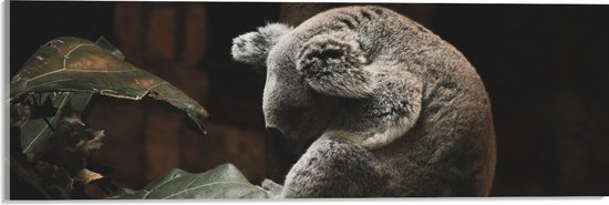 WallClassics - Acrylglas - Omhelzende Koala bij Boom en Bladeren - 60x20 cm Foto op Acrylglas (Wanddecoratie op Acrylaat)