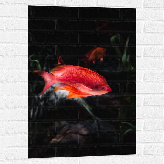 WallClassics - Muursticker - Rode Vis Zwemmend in Vijver - 60x90 cm Foto op Muursticker