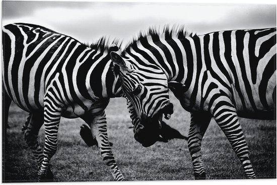 WallClassics - Vlag - Stoeiende Gestreepte Zebra's in het Zwart- wit - 60x40 cm Foto op Polyester Vlag