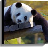 WallClassics - Canvas - Uitrustende Panda op Houten Vlonder - 40x40 cm Foto op Canvas Schilderij (Wanddecoratie op Canvas)