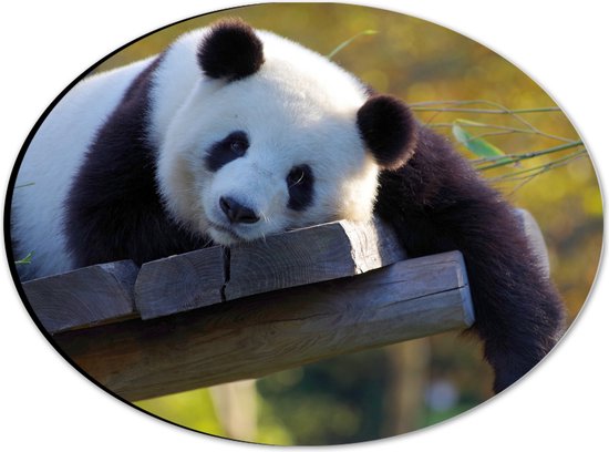 WallClassics - Dibond Ovaal - Uitrustende Panda op Houten Vlonder - 28x21 cm Foto op Ovaal (Met Ophangsysteem)