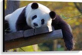 WallClassics - Canvas - Uitrustende Panda op Houten Vlonder - 90x60 cm Foto op Canvas Schilderij (Wanddecoratie op Canvas)