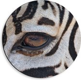 Dibond Muurcirkel - Close-up van Zebra met Bruin Oog - 40x40 cm Foto op Aluminium Muurcirkel (met ophangsysteem)