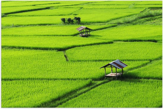 Poster Glanzend – Houten Hutjes in Grote Groene Rijstvelden in Vietnam - 60x40 cm Foto op Posterpapier met Glanzende Afwerking