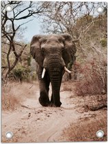 WallClassics - Tuinposter – Vooruitlopende Olifant op Droog Bospad - 30x40 cm Foto op Tuinposter (wanddecoratie voor buiten en binnen)