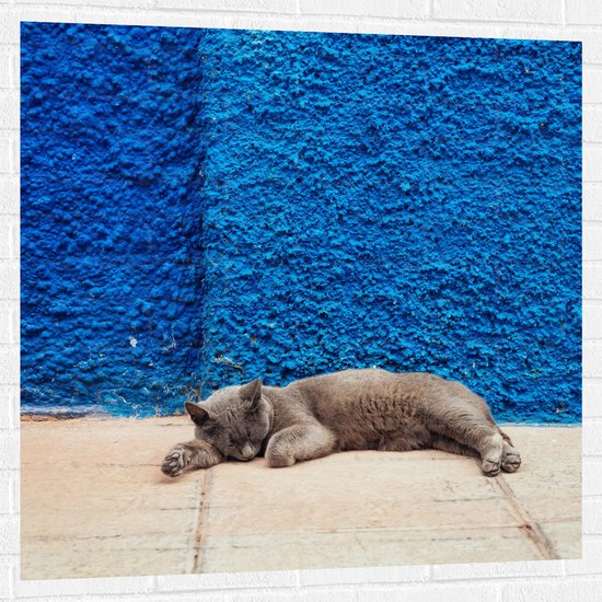 Muursticker - Grijze Kat Liggend voor Blauwe Muur - 100x100 cm Foto op Muursticker