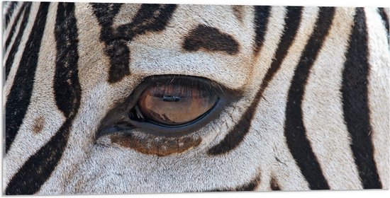 Acrylglas - Close-up van Zebra met Bruin Oog - 100x50 cm Foto op Acrylglas (Met Ophangsysteem)