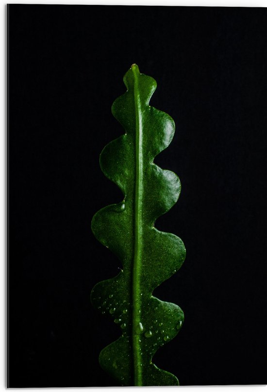 WallClassics - Dibond - Wikkelvormige Groene Plant - 50x75 cm Foto op Aluminium (Wanddecoratie van metaal)