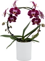 Papicco FESTIVAL Firework - Orchidee - Mirror - Phalaenopsis - Rood