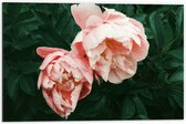 WallClassics - Dibond - Duo Roze Bloemen - 60x40 cm Foto op Aluminium (Met Ophangsysteem)