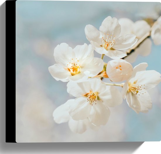 WallClassics - Canvas - Witte Sakura Bloem - 30x30 cm Foto op Canvas Schilderij (Wanddecoratie op Canvas)