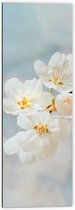 WallClassics - Dibond - Witte Sakura Bloem - 40x120 cm Foto op Aluminium (Met Ophangsysteem)