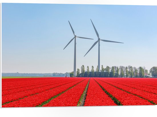 WallClassics - PVC Schuimplaat- Windmolens Langs een Rood Tulpen Veld - 75x50 cm Foto op PVC Schuimplaat