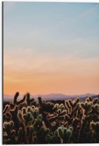 WallClassics - Dibond - Cylindropuntia Fulgida Plantjes voor Berglandschap met Oranje Lucht - 50x75 cm Foto op Aluminium (Met Ophangsysteem)