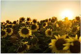 WallClassics - Poster (Mat) - Zonnenbloemen in een Veld met Felle Zon - 105x70 cm Foto op Posterpapier met een Matte look