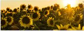 WallClassics - Poster (Mat) - Zonnenbloemen in een Veld met Felle Zon - 120x40 cm Foto op Posterpapier met een Matte look