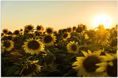 WallClassics - Poster (Mat) - Zonnenbloemen in een Veld met Felle Zon - 75x50 cm Foto op Posterpapier met een Matte look