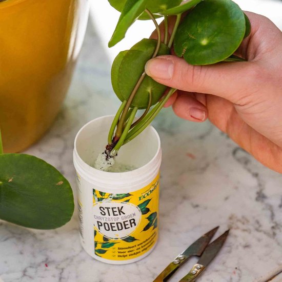 ECOstyle Stekpoeder Stimuleert Wortelvorming - Voor Sier & Kamerplanten - Helpt Stekjes Uitgroeien tot een Volwaardige Plant - 25 GR
