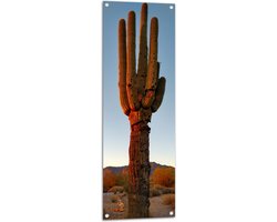 Tuinposter – Zon Schijnt op Cactus - 40x120 cm Foto op Tuinposter (wanddecoratie voor buiten en binnen)