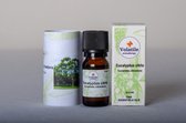 Volatile Eucalyptus Citriodora - 10 ml - Etherische Olie