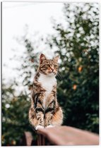 WallClassics - Dibond - Gevlekte Kat Wegkijkend - 70x105 cm Foto op Aluminium (Met Ophangsysteem)