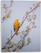 WallClassics - Acrylglas - Gele Vogel op Tak met Bloemen - Mangrovezanger - 30x40 cm Foto op Acrylglas (Met Ophangsysteem)