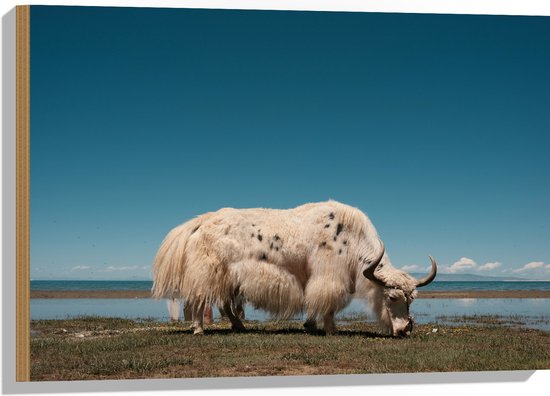 WallClassics - Hout - Grazende Witte Stier bij het Water - 75x50 cm - 9 mm dik - Foto op Hout (Met Ophangsysteem)