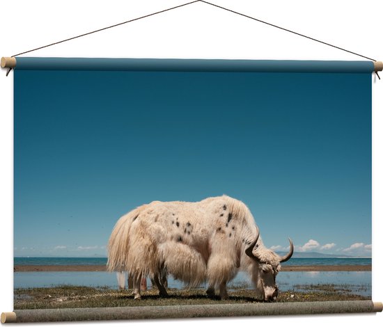 WallClassics - Textielposter - Grazende Witte Stier bij het Water - 90x60 cm Foto op Textiel