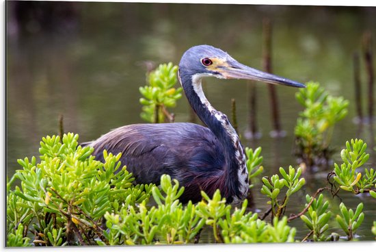 WallClassics - Dibond - Bruine Reiger tussen de Planten in het Water - Witbuikreiger - 75x50 cm Foto op Aluminium (Met Ophangsysteem)